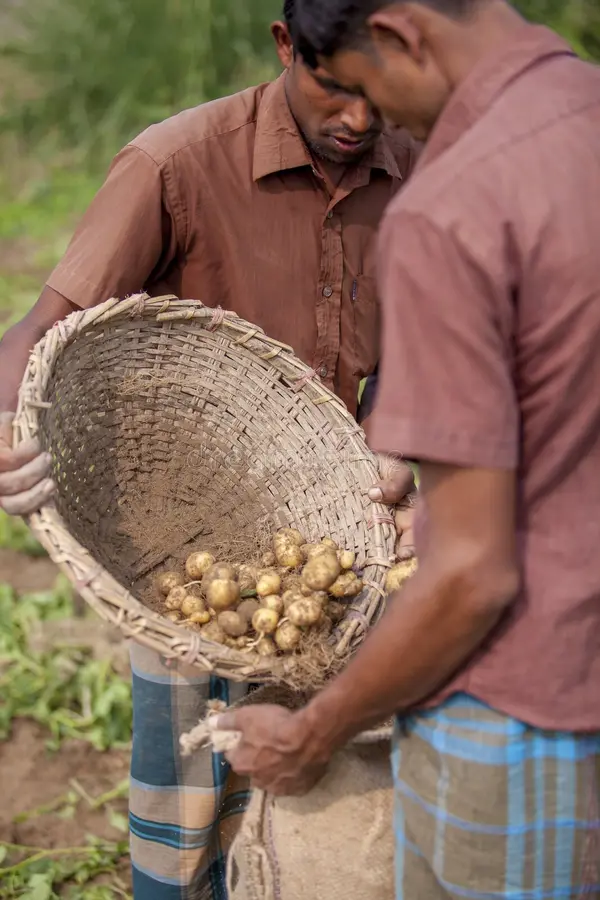 worker-preserving-lots-potato-their-jute-bag-potato-plantation-field-thakurgong-bangladesh-potato-ranks-first-104561802